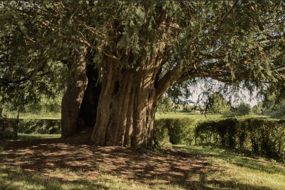 Large yew tree in churchyard with dappled light