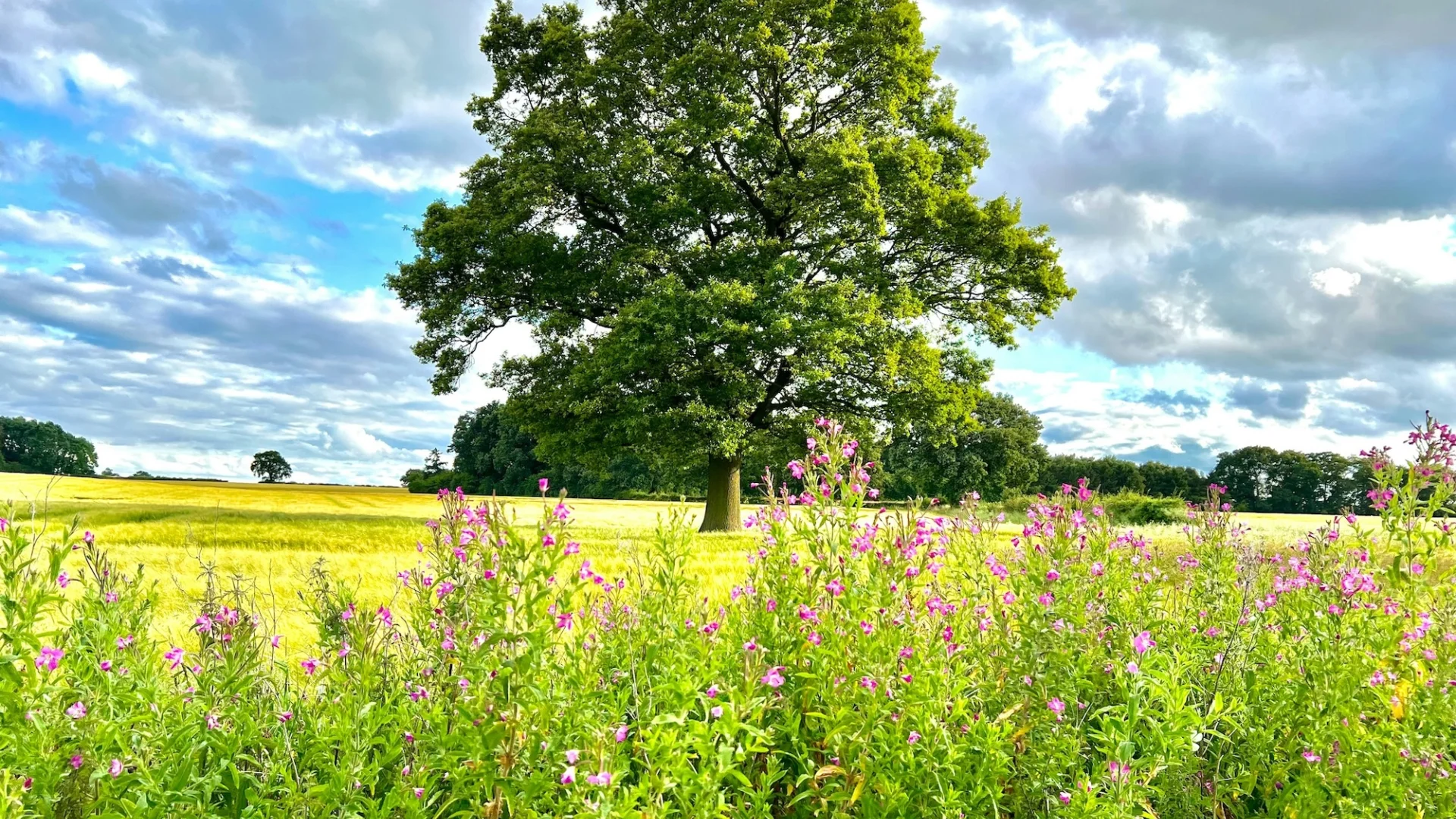 bright and inviting image of a leafy tree in yellow and green fields, with a bush of pink flowers