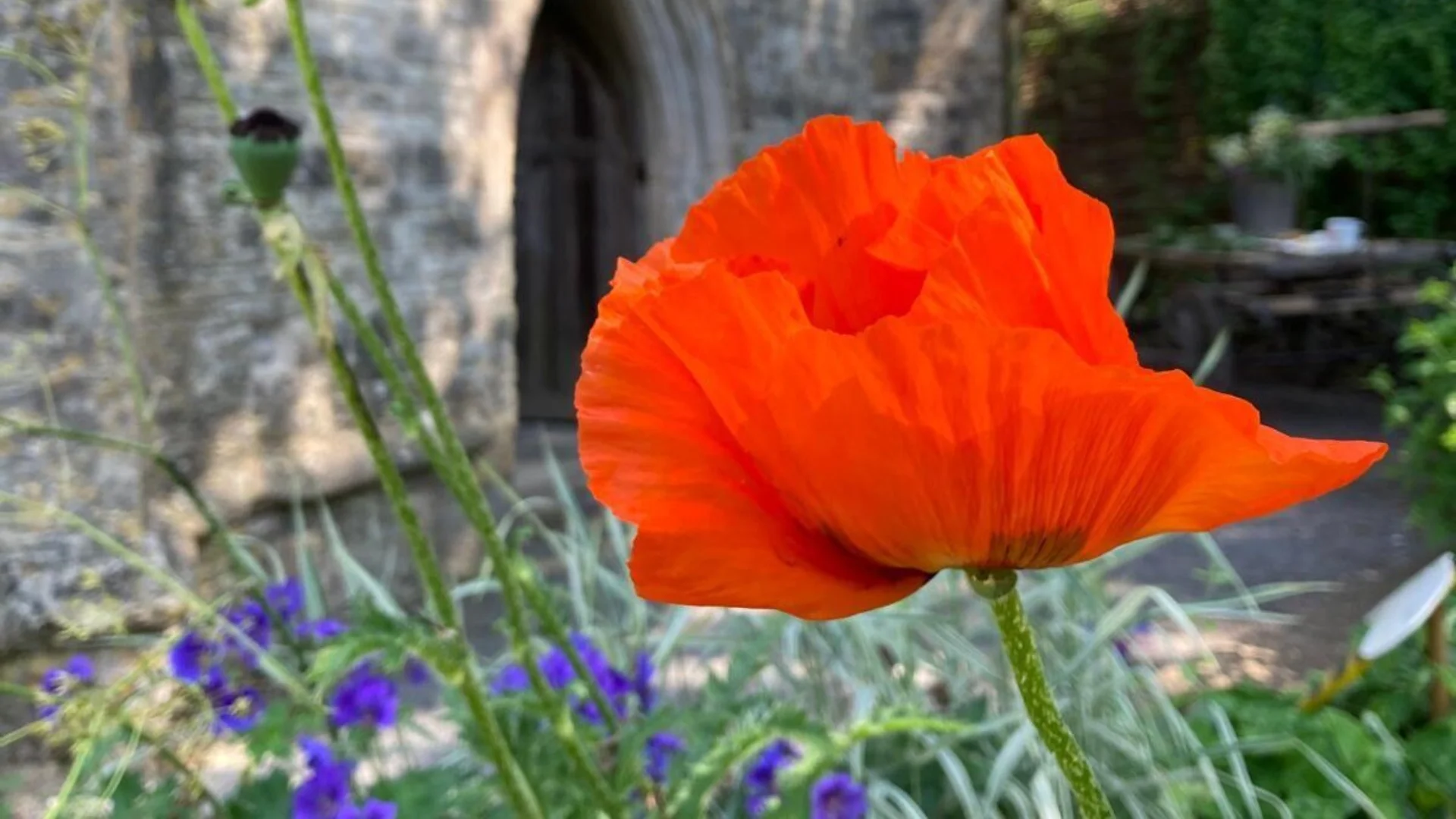 A poppy in the wildflower bed in front of the entrance to the tower at St Thomas a Becket, Pensford