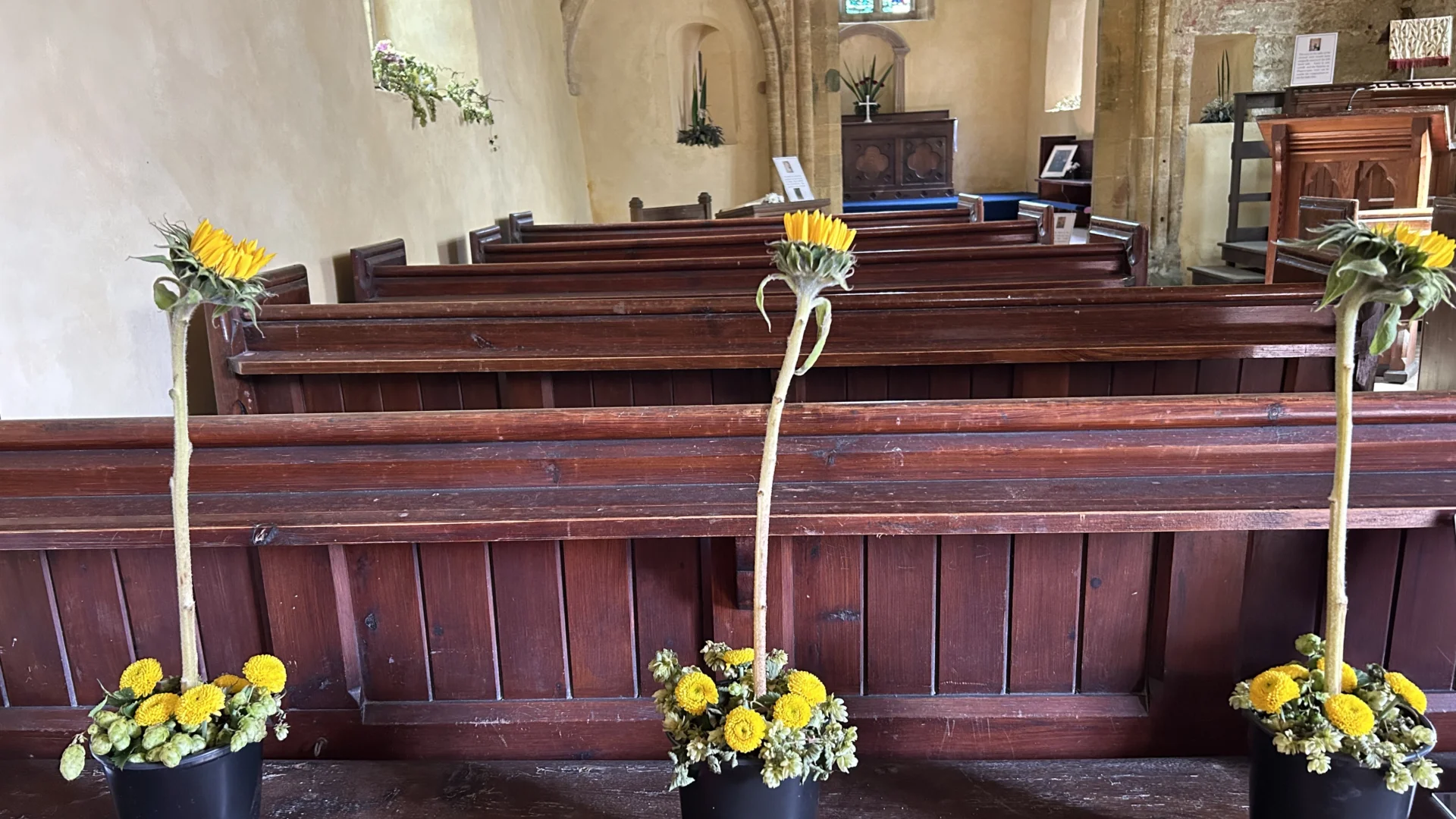 Flowers at Seavington - 3 pots of sunflowers on bench