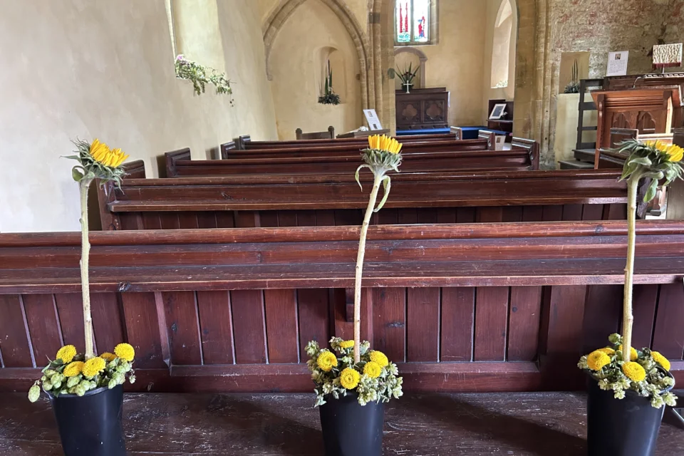 Flowers at Seavington - 3 pots of sunflowers on bench