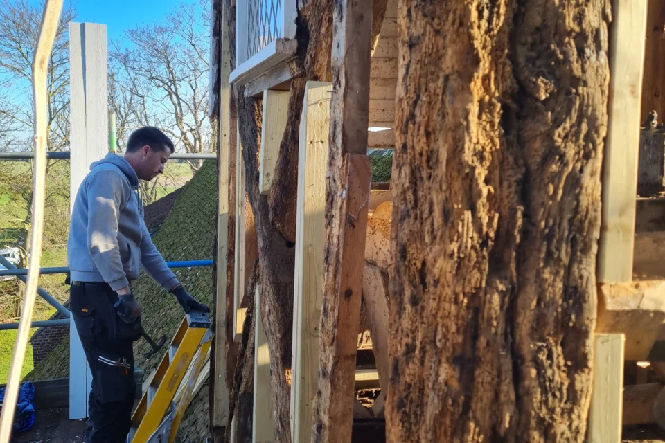 Conservation work on bell turret at West Stourmouth with conservator in action and rotted wooden beams.