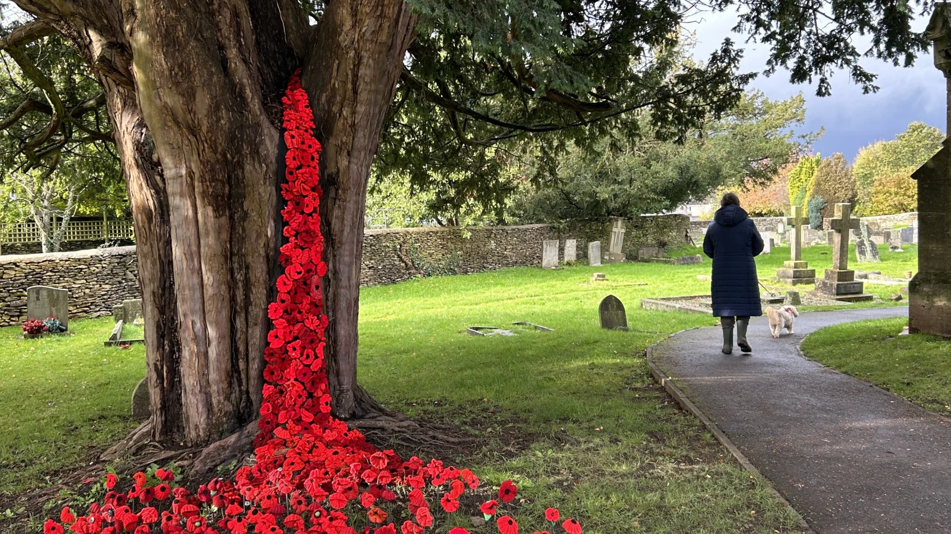 Left hand side - knitted poppies pouring down from the trunk of a tree, right hand side - a woman walking a dog on the path around the church