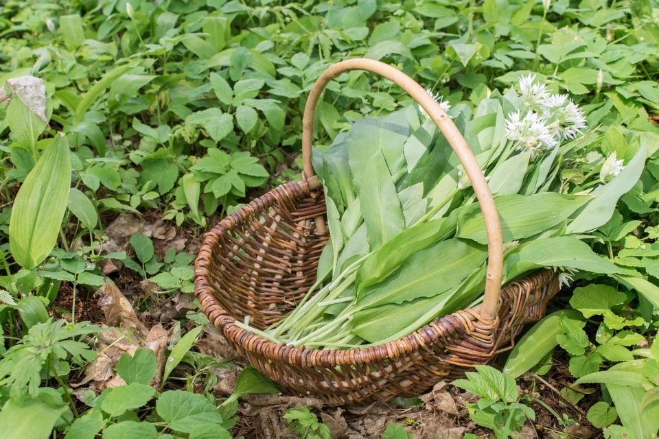 a wicker basket sat on a woodland floor and filled with sprigs of freshly-cut wild garlic